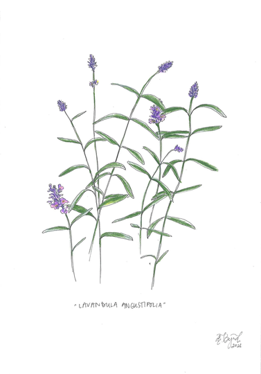 Original Lavender Botanical Drawing, Floral Drawing
