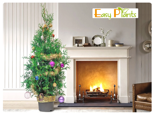 Hardy Live Fresh Christmas Tree Cypress Potted Garden Plant Evergreen Border Shrub Woody Bush - 2 Styles