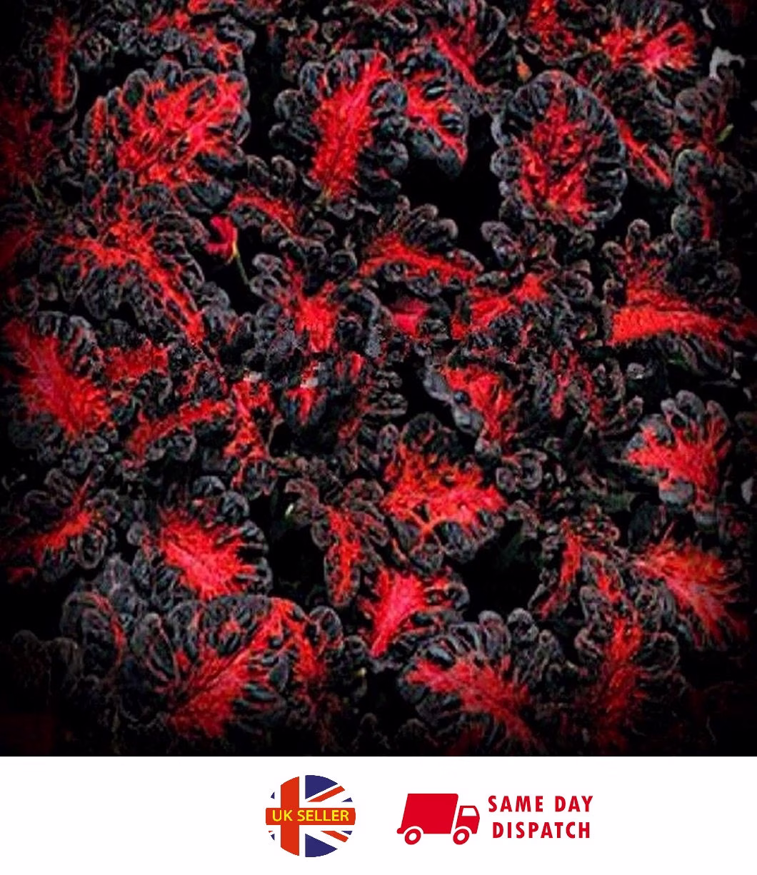 Coleus Black Dragon | 15 Fresh Seeds Easy House Plant Same Day Dispatch