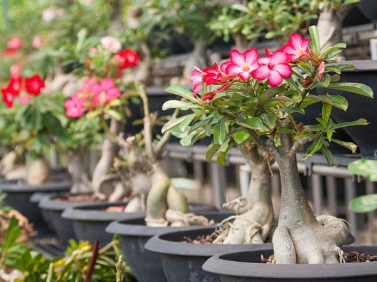 Adenium Obesum 5 Seeds, Fresh, Easy To Grow