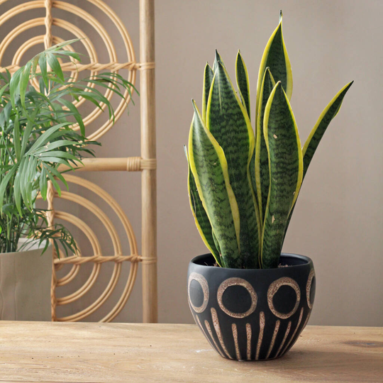 Black Tapered Plant Pot