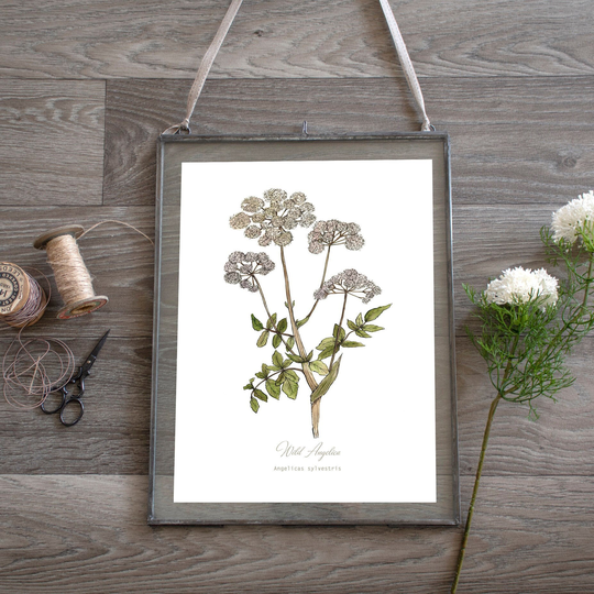Wild Angelica, Herb Botanical Print, Plant Illustration Kitchen Art, Gin, Wall Art