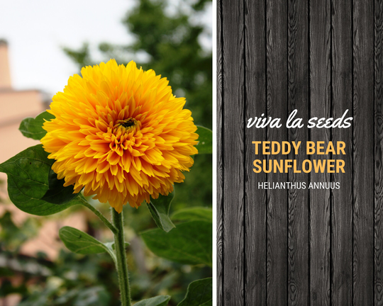 Sunflower, Teddy Bear Dwarf | Sungold | 25 Seeds Culinary & Medicinal Easy To Grow Non Gmo Helianthus Annuus