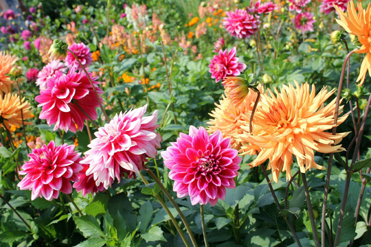 Garden Dahlia - 100 Seeds Non Gmo