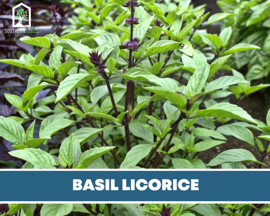 Basil, Licorice - Heirloom Seeds Culinary & Medicinal Herb
