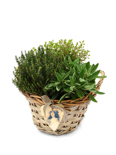 Christmas Garden Plant Gift Cooks Herb Collection