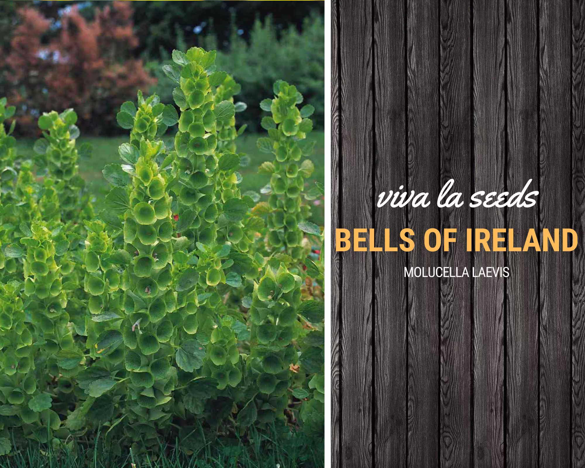 Bells Of Ireland | 100 Seeds Molucella Laevis