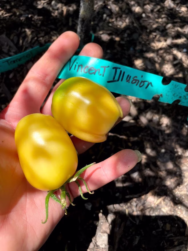 Vincent Illusion Tomato Seeds | Yellow Stuffer
