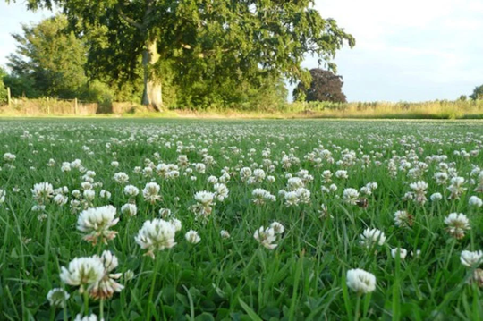 White Clover, Small-Leaved. Approx. 7, 000 Seeds 10G Fairy Flower Seeds
