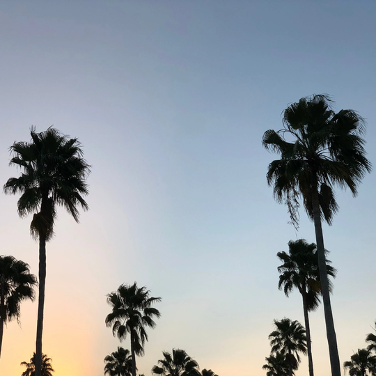 Washington Fan Palm Tree | Washingtonia Robusta Seeds
