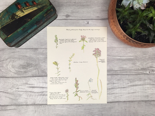 Botany Print British Wildflowers Country Garden - English Herb Kitchen