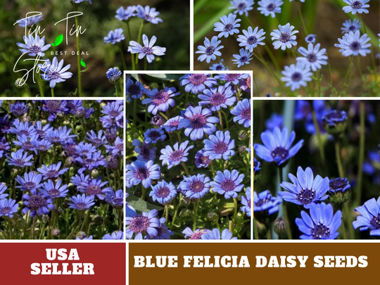 Blues Blue Daisy 100 Seeds-Perennial -Authentic Seeds-Flowers -Organic. Non Gmo -Vegetable Seeds-Mix Seeds For Plant-B3G1#1431