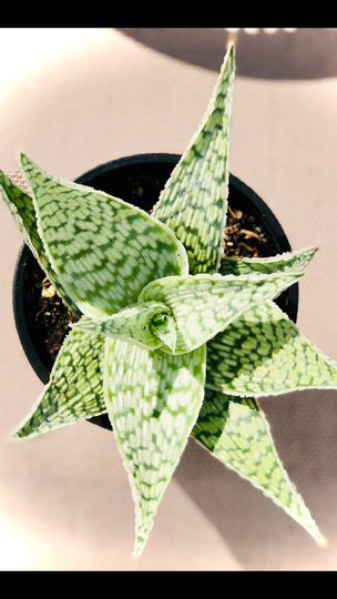 Aloe " Delta Light