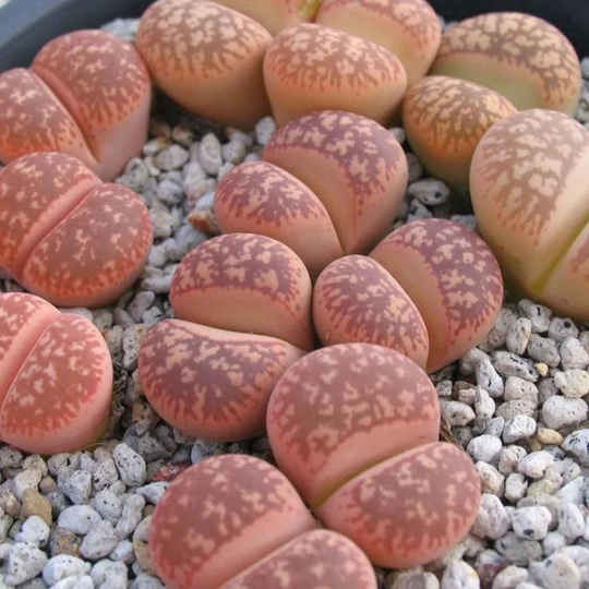 Lithops Aucampiae "Rubrobrunneus
