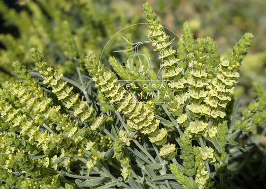 Sideritis Scardica 15 Seeds