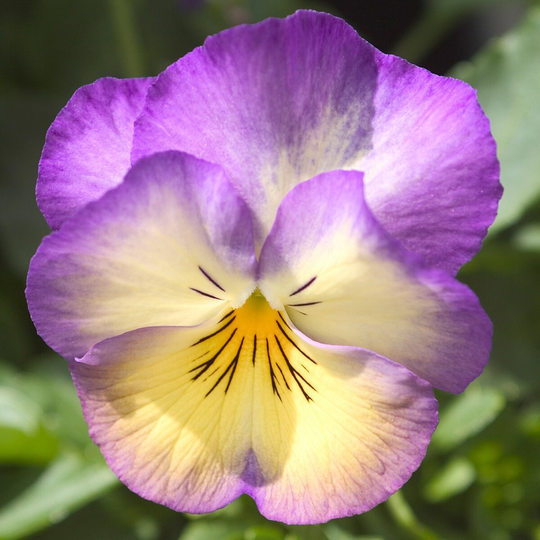 Pansy Seeds Ultima Radiance Deep Blue 50 Thru 500 Viola
