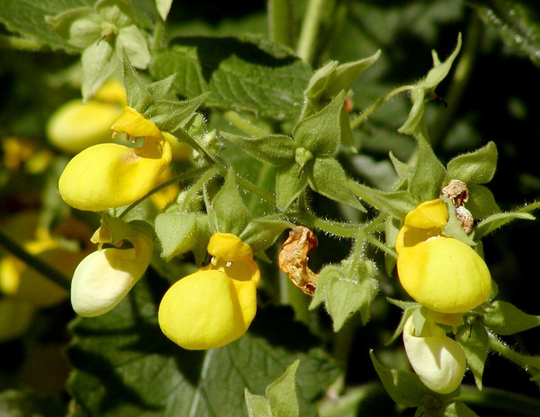 15 Calceolaria Pinnata Seeds, Slipper Flower Pocketbook Flower, Or Slipperwort