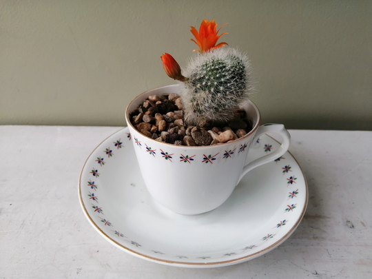 Lovely Ceramic Indoor Or Outdoor Tea Cup Planter. Made From & Antique Hand Painted Deep Saucer. Perfect Cactus Planter Gift