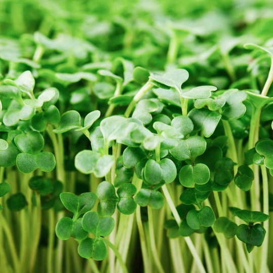 Green Calabrese Broccoli Microgreen Seeds Microgreens Ready in 6 Days 600