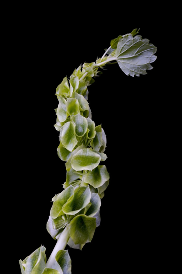 Bells Of Ireland Flower Seeds - Grow The Luck Irish