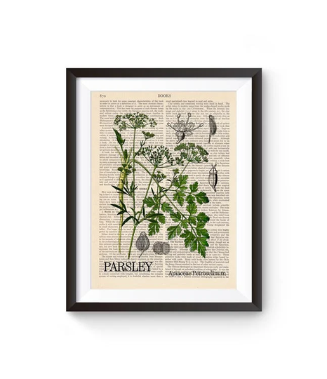 Dill Print, Herbal Illustration, Kitchen Illustration, Garden Herb Culinary Herbs, Plant Art, Botanical Wall Art