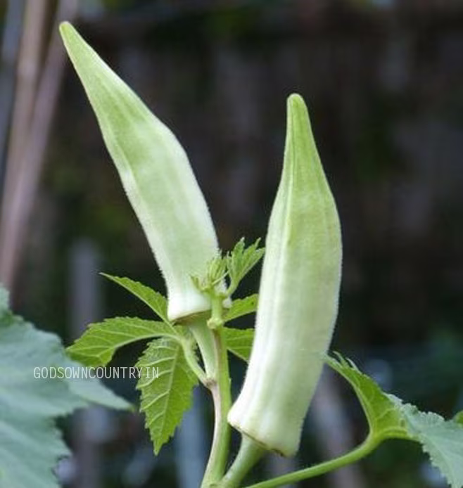 White Velvet Okra - Heirloom Seeds, Bhindi, Vegetable Seeds, Kitchen Planation