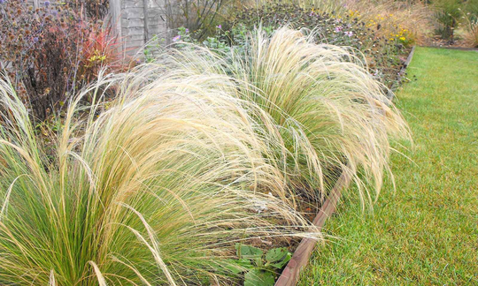 Mexican Feathergrass Tenuissima