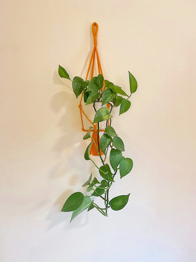 Macrame Plant Hanger, Natural Orange Cotton Hanger Hand Made, Propogation Holder, Set