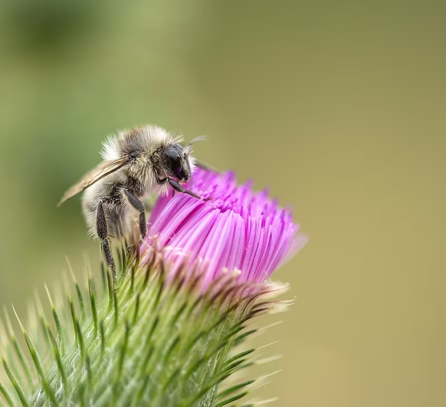 Wild Flower - Teasel Dipsacus Fullonum , Approx. 100 Seeds