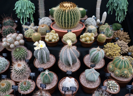 Mix Cactus Species - 50 Seeds Notocactus , Astrophytum Echinocereus Mammillaria Melocactus