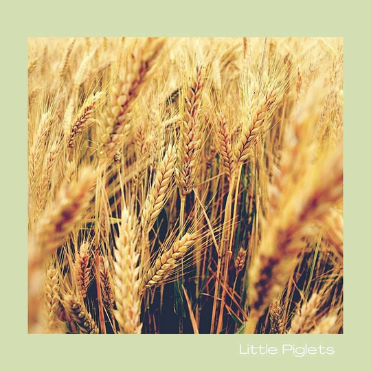 Timothy Hay Seeds Grow Your Own Grass For Small Animals & Horses