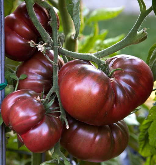 15 Heirloom Black Russian Tomato Seeds