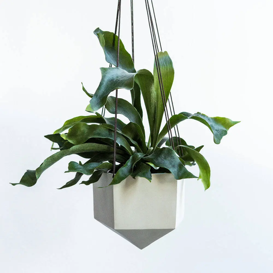 Large Hanging Planter