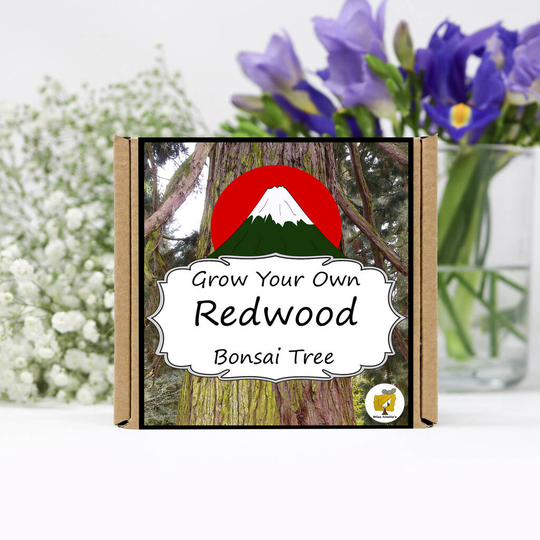 Grow Your Own Sequoia Redwood Bonsai Tree Kit