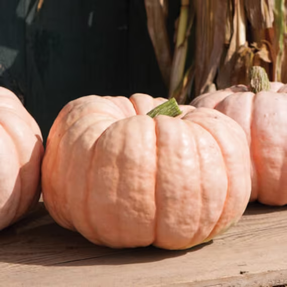 10 Beautiful Porcelain Doll Pumpkin Seeds Sweet Flesh Can Be Used For Pies, Soups, & Other Gourmet Delights Porcelain Doll Kürbis Samen