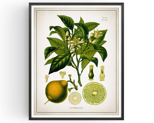 Bergamot - Botanical Print Vintage Aromatherapy Art Medicinal Plant Botany Decor Kitchen Unframed