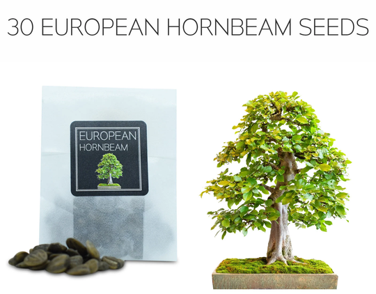30 European Hornbeam Bonsai Seeds | Grow Your Own Tree Carpinus Betulus Growing Guide Perfect For Beginners & Enthusiast