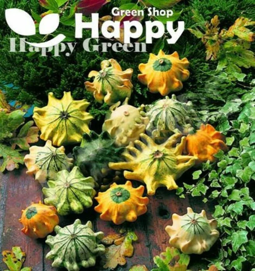 Shenot Crown Of Thorns - Gourd 35 Seeds Cucurbita Pepo Ornamental Pumpkin