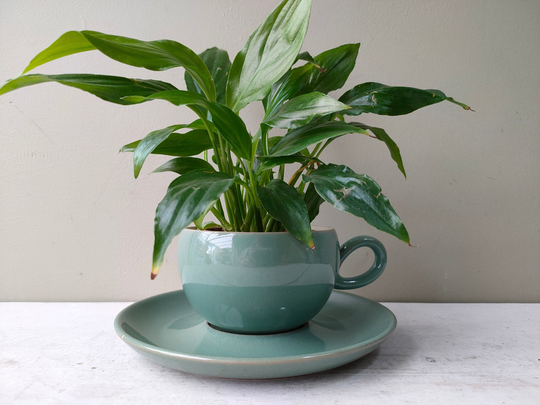 Lovely Ceramic Indoor Or Outdoor Tea Cup Planter. Made From Denby Pottery Stoneware in "Manor Green