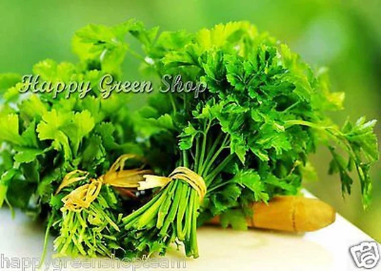 Parsley Flat - 3500 Seeds Italian Giant Flat Leaf Winter Hardy Vegetable Seeds