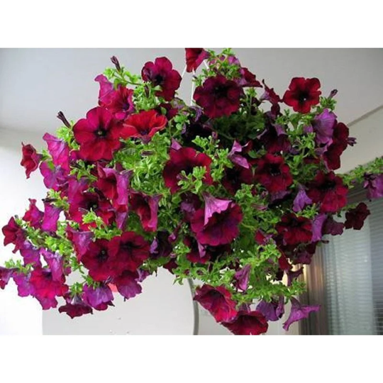 Petunia Trailing Bordo F1 Seeds Annual Hybrid Non Gmo For Planting | 201922