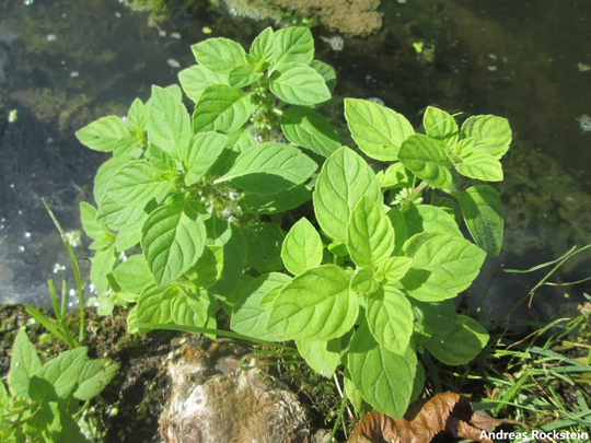 Mentha Aquatica - Water Mint Herbal Tea Plant 50 Seeds