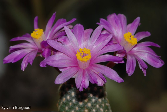 Mammillaria Goldii - Pink Flowers Cactus Rare 10 Seeds