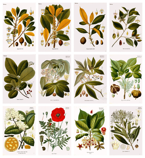 12 X Köhler's Medicinal Plants Postcards #1 - A Set Of Reproduction Art 300Gsm Premium-Quality Matte Photo Card