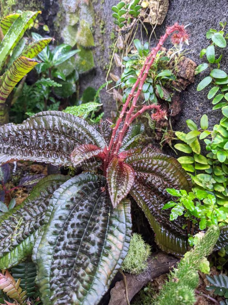 Seed/ Triolena Pustulata Seed | 1 Fruit = 100-200 Seeds Rare Terrarium Tropical