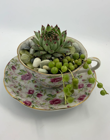 Teacup, Teacup Garden, Last Minute Gift, Succulent Tea Cup, Sympathy Gift, Mom Gift, Sister Gift, Flower Gift