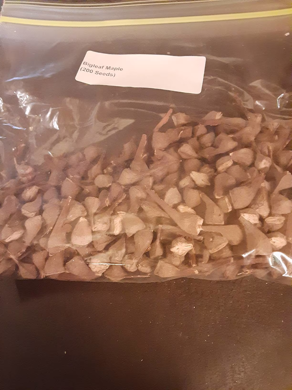 Bigleaf Maple Tree Seeds | Acer Macrophyllum | Big Leaf Tree