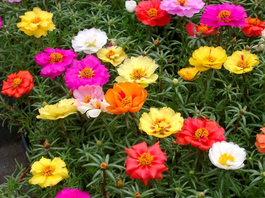 Portulaca Extra Double Mixed Approx. X100 Seeds Easy To Grow