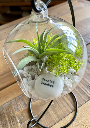 Diy Terrarium Air Plant Kit, Glass With A Stand.