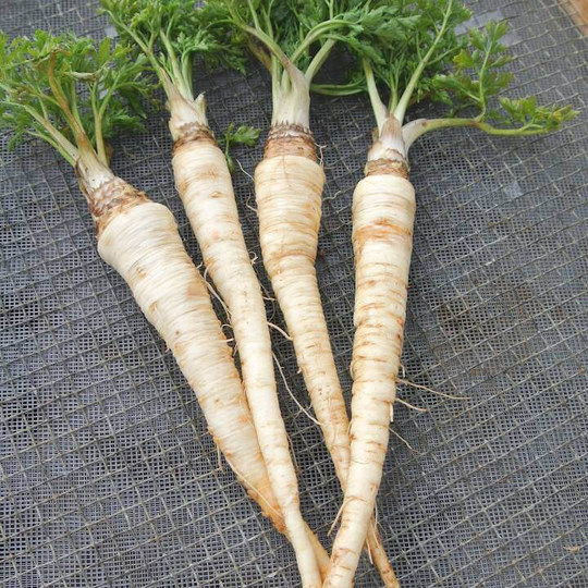 1000 Organic Olomouc Long Czech Heirloom Root & Leaf Parsley Seeds Excellent Flavour Petersilie Samen Zaden Semi Semillas Graines